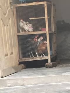 hen