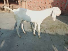 2 dant andal bakra breeder ba ban sakta ha