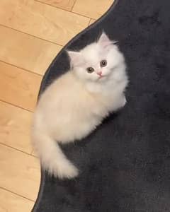 Persian Kittens | Persian Cat | Punch Face Persian | Triple Coated