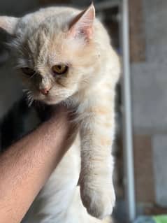 Persian Triple Coat female cat