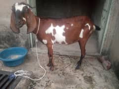 Bakri for sale