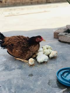 4 Female & 2 Male Breeder