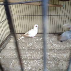 red pied dove