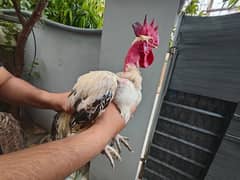 Misri hens egg laying urgent sale and pure mianwali aseel available