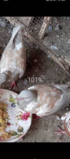 Peshuri Pair Available