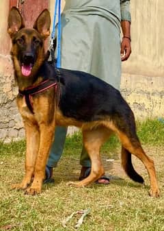 German shepherd female for sale available