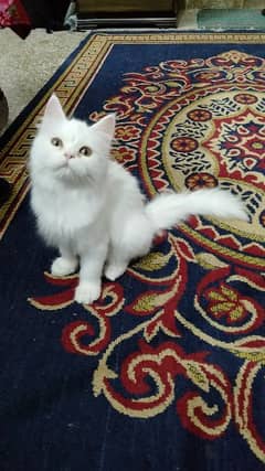 Persian kitten for sale 0