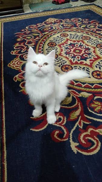 Persian kitten for sale 1