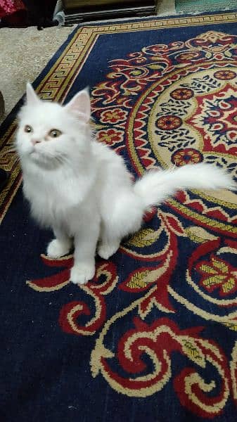 Persian kitten for sale 2