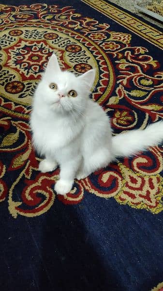 Persian kitten for sale 3