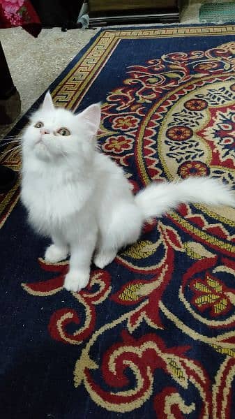 Persian kitten for sale 4