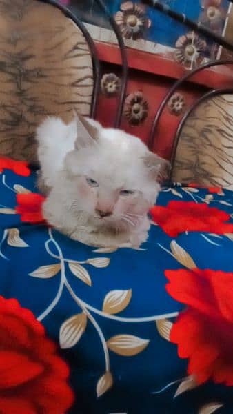 Persion Cat male for sale 1