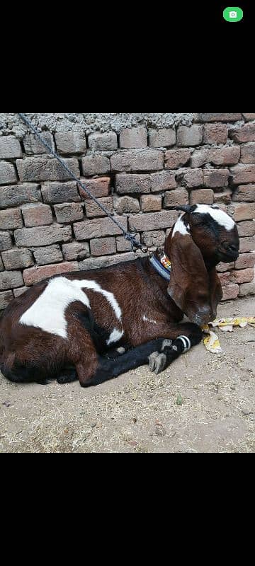 goat makhi cheeni+ambersri bheetal 1