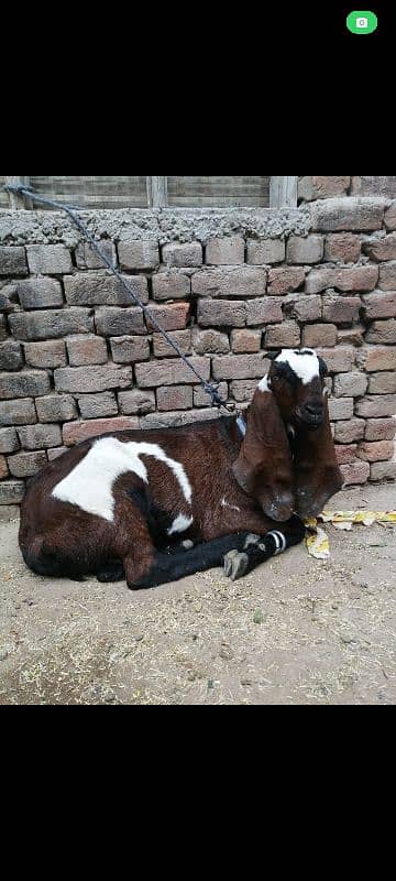 goat makhi cheeni+ambersri bheetal 4