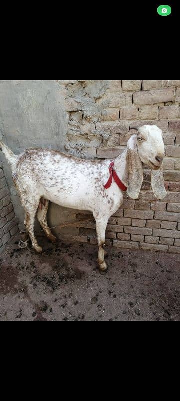 goat makhi cheeni+ambersri bheetal 6