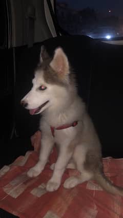 Siberian Husky Blue Eyes Fully Vaccinated