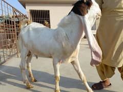 gulabi goats