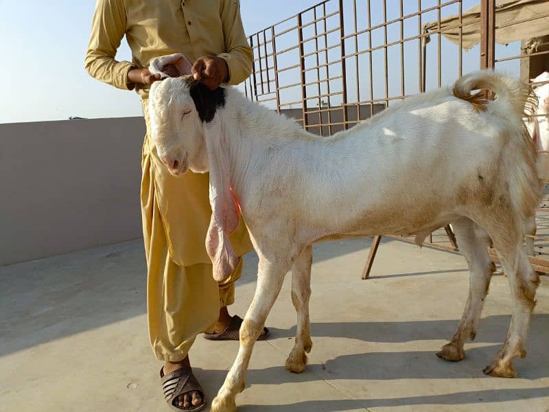 gulabi goats 1