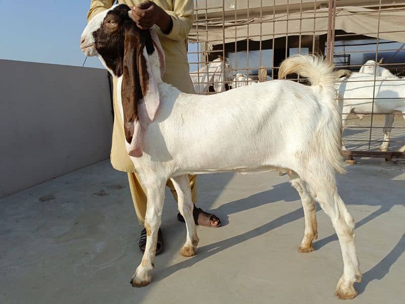 gulabi goats 2