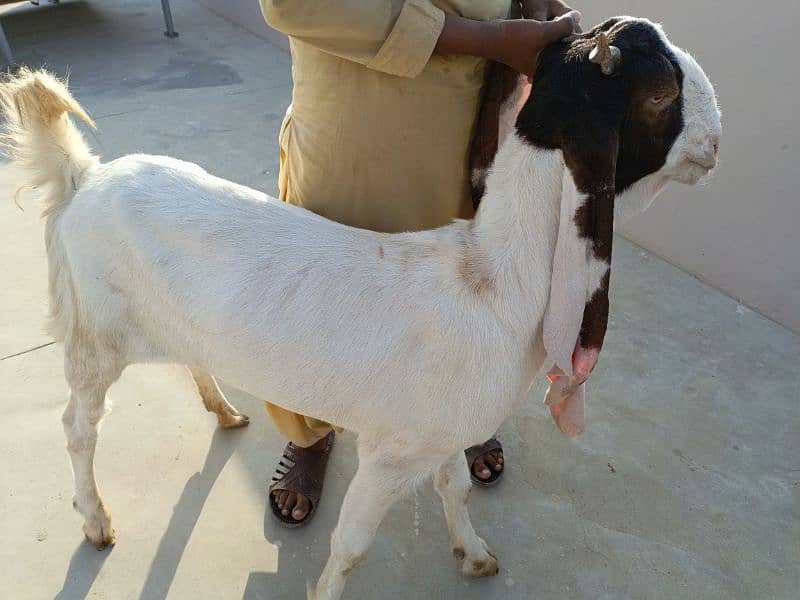 gulabi goats 3