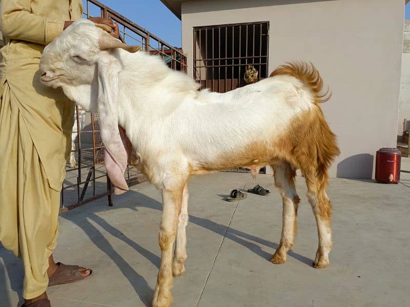 gulabi goats 4