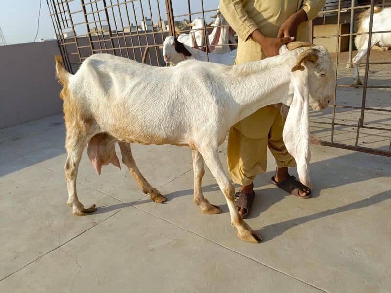 gulabi goats 5