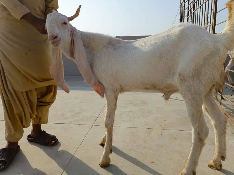 gulabi goats 6