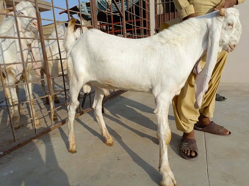 gulabi goats 7