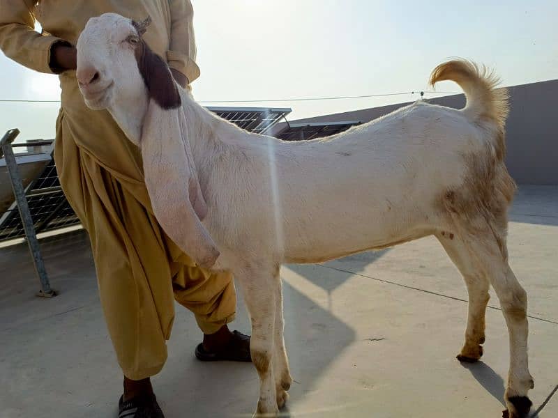 gulabi goats 8