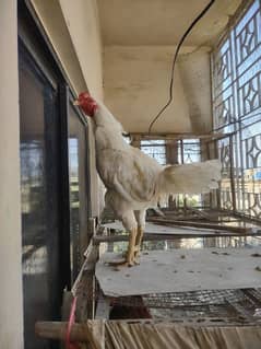 one Aseel Heera and one aseel rooster for sale