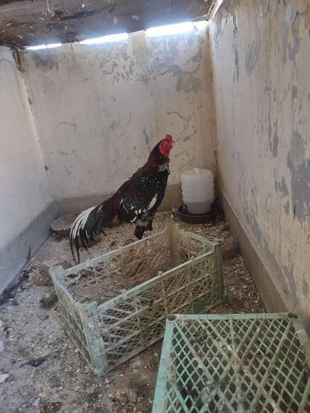 one Aseel Heera and one aseel rooster for sale 1