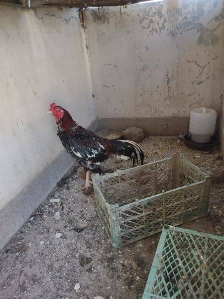 one Aseel Heera and one aseel rooster for sale 3