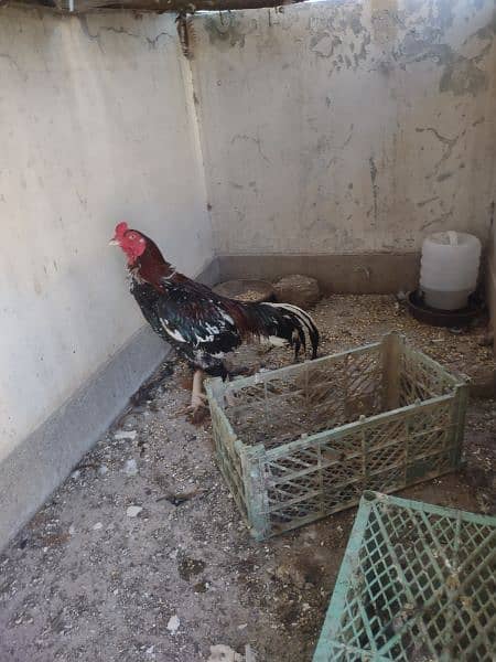 one Aseel Heera and one aseel rooster for sale 5