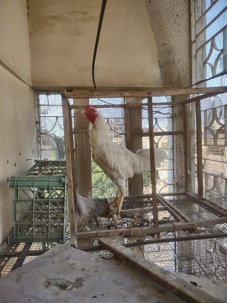 one Aseel Heera and one aseel rooster for sale 6