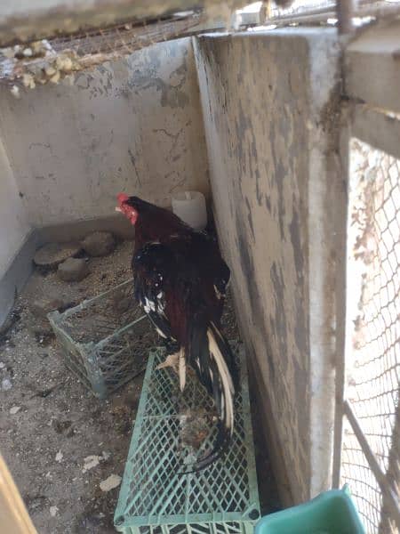 one Aseel Heera and one aseel rooster for sale 7