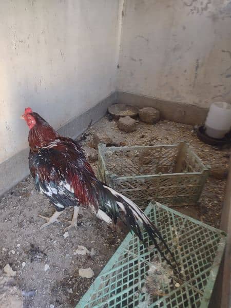 one Aseel Heera and one aseel rooster for sale 9