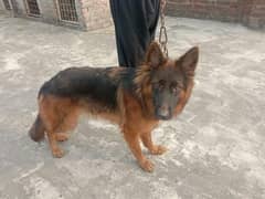 German shepherd female 14 month for sale