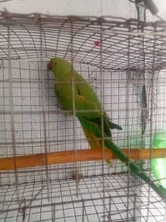 female parrot