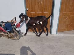 Pure beetal Goat for sale