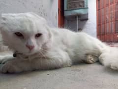 White persian female cat for sale in Islamabad