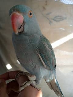 blue ringneck tamed /03152248124