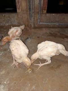 Heera aseel 1 male 2 female chicks