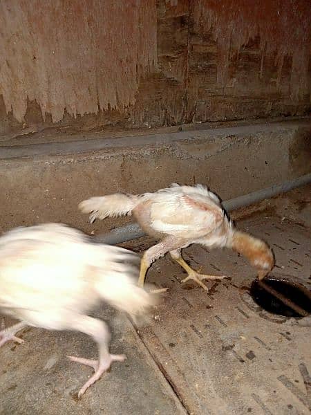 Heera aseel 1 male 2 female chicks 2