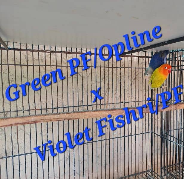 Love bird breeding setup 2