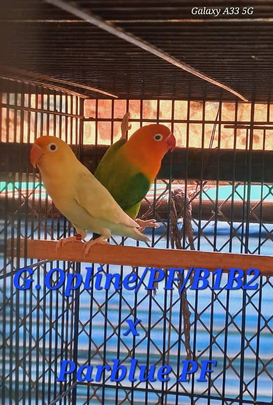 Love bird breeding setup 10