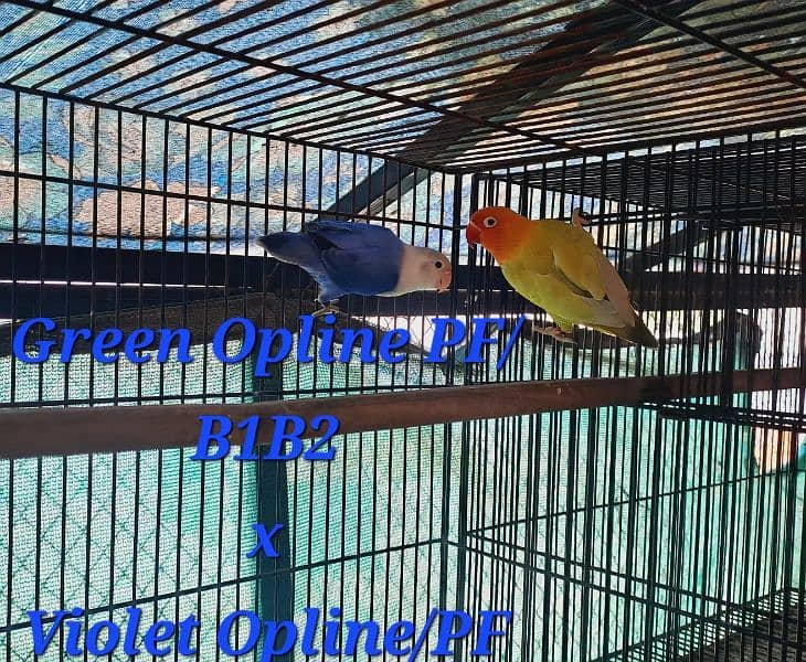 Love bird breeding setup 13