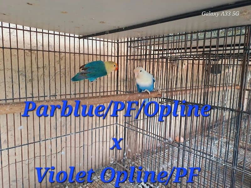 Love bird breeding setup 14