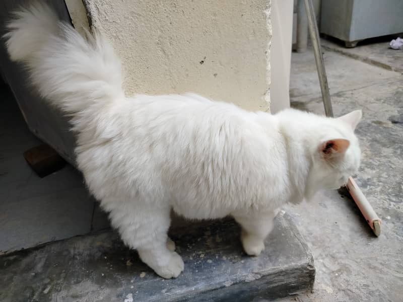 A Persian cat 3