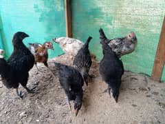 Misri And Aseel Chicks available