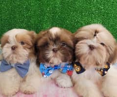 shitzu puppies available 03429703700